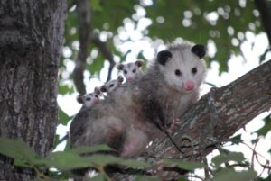 Animales Que Se Hacen Los Muertos