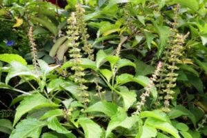 Aromas Efectivos Para Repeler Las Chinches De Forma Natural
