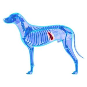 Bazo Agrandado en Perros Causas