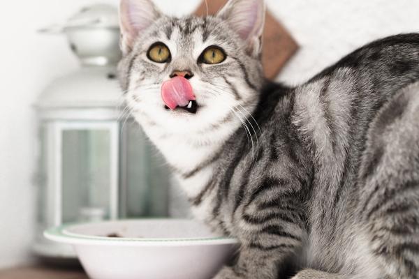 Beneficios Del Aceite De Oliva Para Gatos