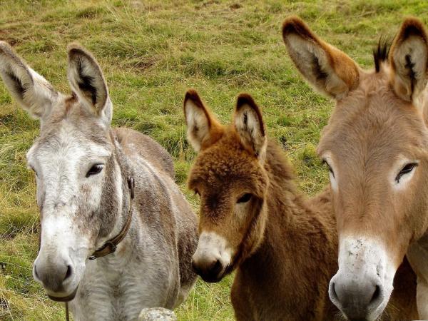 Burros Como Mascotas: Pautas Y Cuidados Básicos