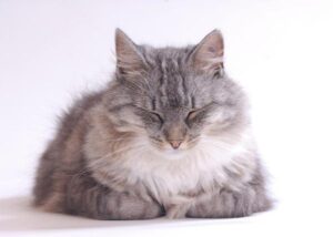 Cepillos Para Gatos De Pelo Largo
