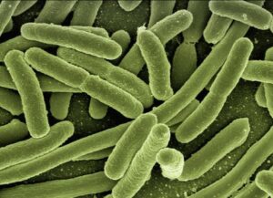 Colibacilosis en Aves Síntomas, Diagnóstico Y Tratamiento