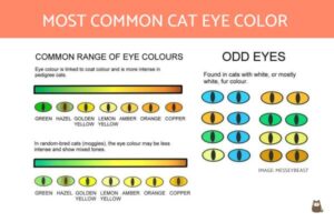 Color De Ojos De Gato Más Común Y Su Significado