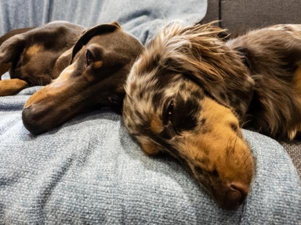 Cómo Ayudar a Un Perro en Duelo