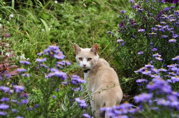 Cómo Ayudar a Una Gata en Celo