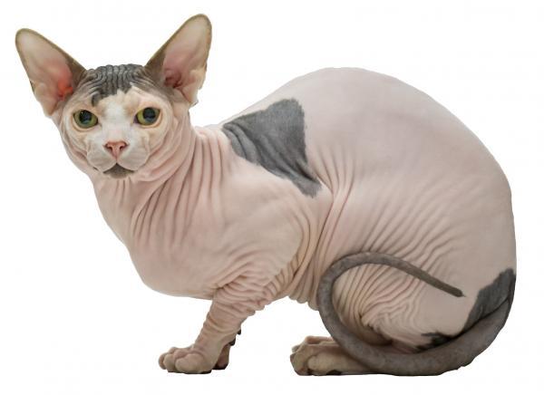 Cómo Bañar a Un Gato Sphynx O a Un Gato