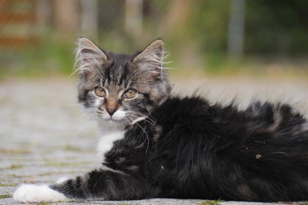 Cómo Bañar a Un Gato Por Primera Vez