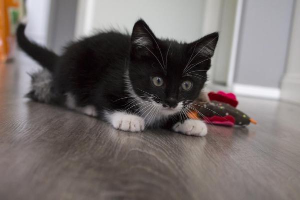 Cómo Calmar a Un Gato Hiperactivo