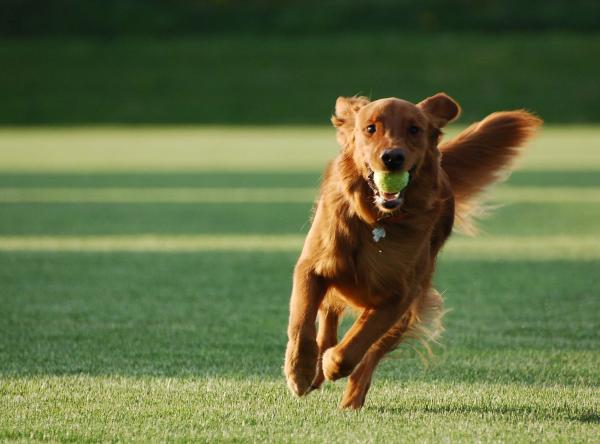 Cómo Calmar a Un Perro