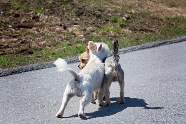 Cómo Controlar a Un Perro Macho Cerca De Una Hembra