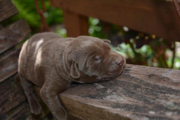 Cómo Cuidar a Un Cachorro Labrador