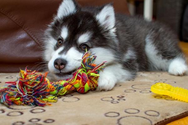 Cómo Cuidar a Un Husky Siberiano