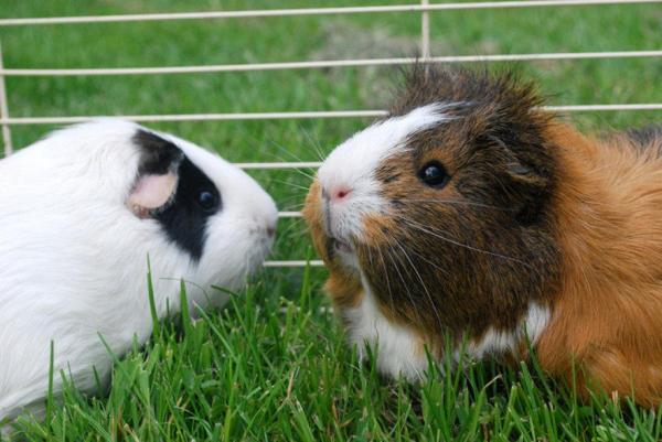 Cómo Cuidar a Una Cobaya De Pelo Corto