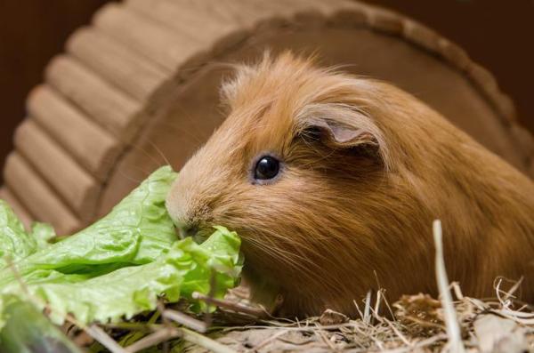 Cómo Cuidar a Una Cobaya Preñada