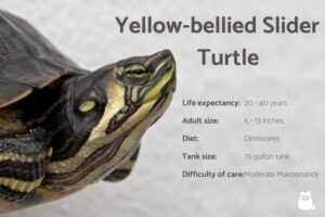 Cómo Cuidar Una Tortuga Deslizante De Vientre Amarillo