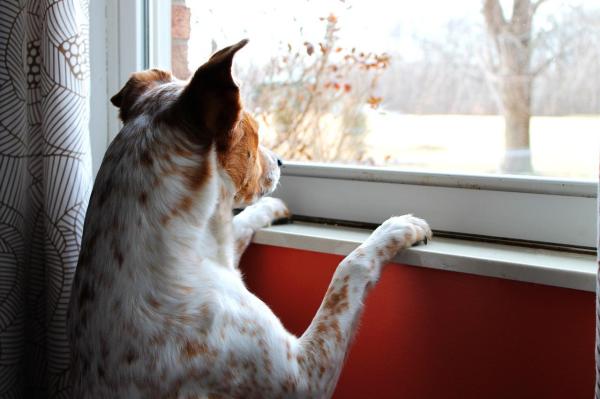 Cómo Entretener a Un Perro Solo en Casa