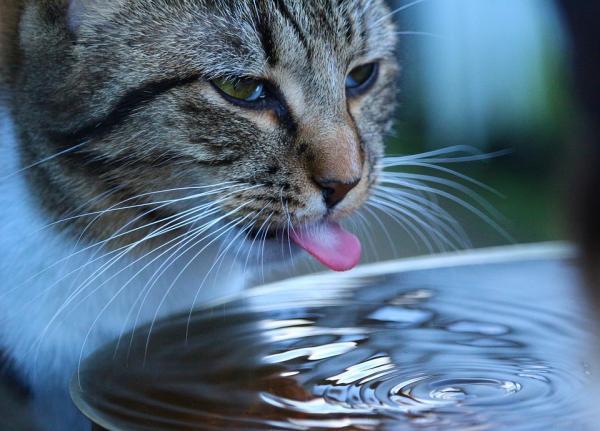 Cómo Hacer Feliz a Tu Gato Y Amarte