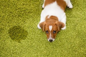Cómo Hacer Que Los Pañales Para Perros Permanezcan Puestos