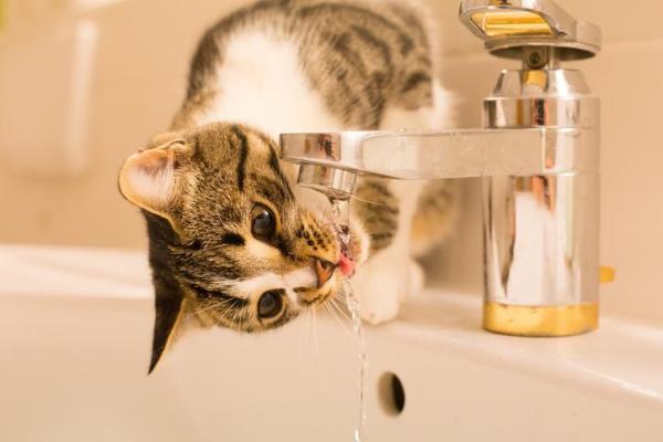 Cómo Hacer Que Un Gato Beba Agua