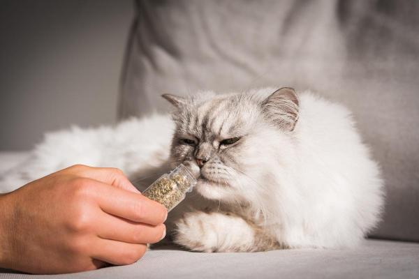 Cómo Hacer Que Un Gato Se Duerma Al Instante