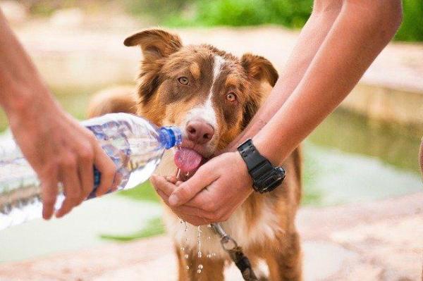 Cómo Mantener Frescos a Los Perros en Verano