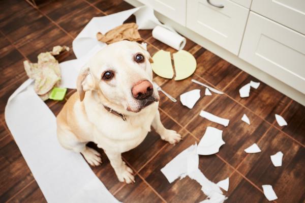 Cómo Saber Si Tu Perro Está Aburrido