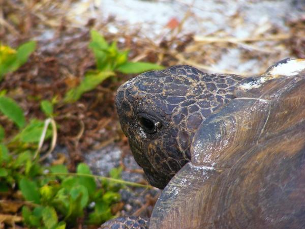 Cómo Saber Si Tu Tortuga Está Embarazada