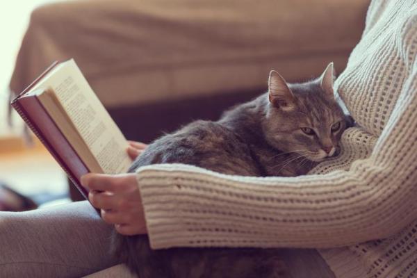 Cómo Tomar La Temperatura De Un Gato