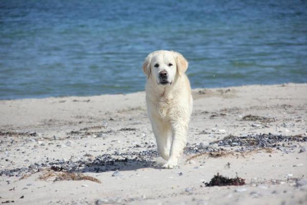 Consejos Para Mantener Blanco El Pelaje De Tu Perro