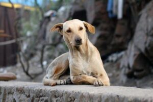 Cosas Que Los Perros Hacen Mejor Que Los Humanos