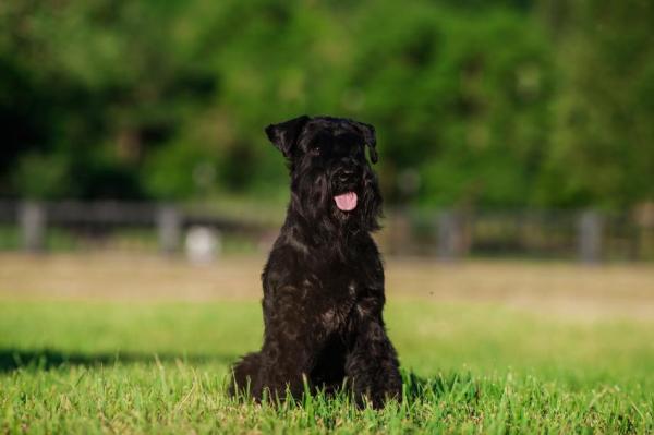 Cuidado Del Cabello Del Schnauzer Miniatura