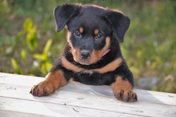 Cuidados Del Rottweiler Para Cachorros Y Perros Adultos