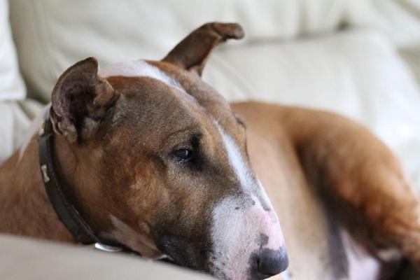 Cuidando a Un Bull Terrier