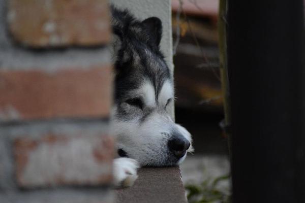 Cuidando a Un Malamute De Alaska en El Verano