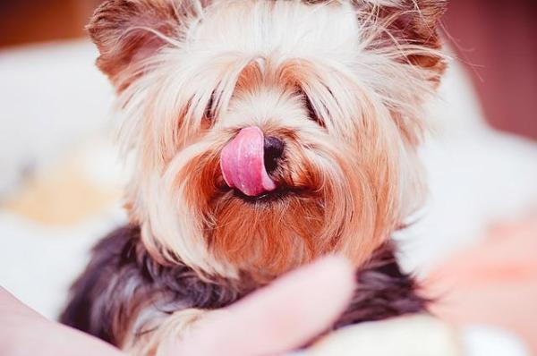 Cuidando a Un Yorkshire Terrier: Cosas Que Debes Saber