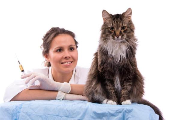 Cuidando a Un Gato Maine Coon