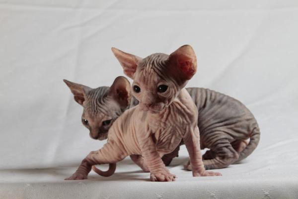 Cuidando a Un Gato Sphynx