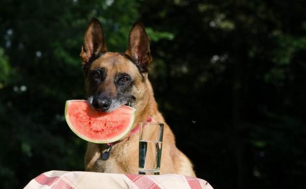 Cuidando a Un Perro Malinois