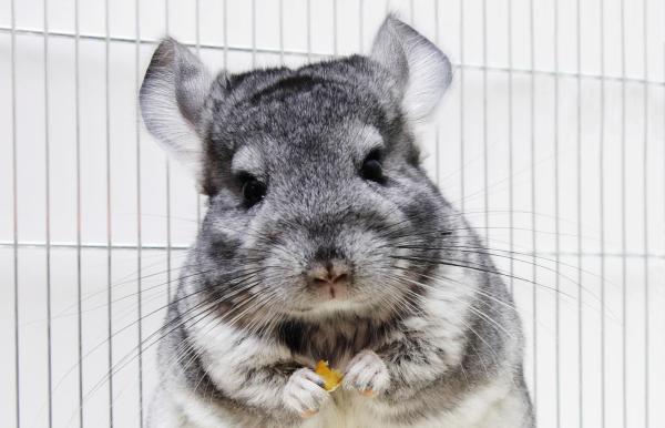 Cuidando Chinchillas