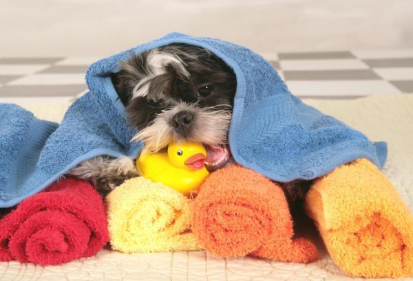 Cuidando El Cabello De Shih Tzu