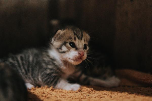 Cuidando Gatitos Abandonados