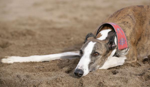 Cuidando Un Galgo Español