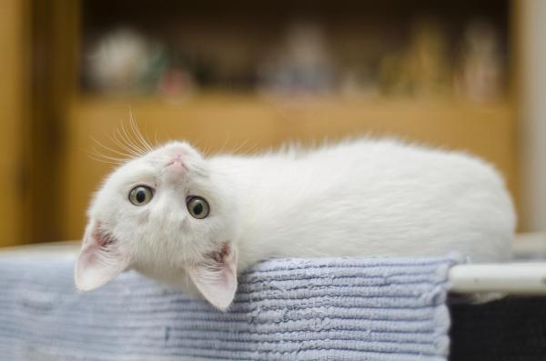 Cuidar a Un Gato Blanco, No Albino