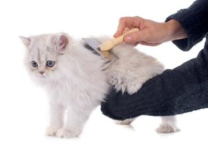 Cuidar El Pelaje De Un Gato Persa