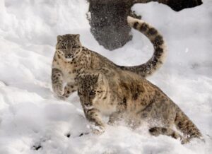 Datos Sobre El Leopardo De Las Nieves: Divertidos E Interesantes