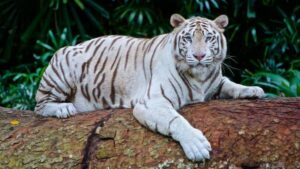 Datos Sobre Los Tigres: Subespecies, Hábitat Y Comportamiento