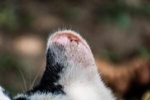 Dermatitis Solar en Gatos: Causas, Síntomas Y Tratamiento