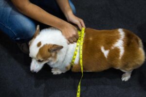 Diabetes Mellitus en Perros: Síntomas Y Tratamiento
