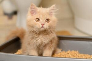 Dieta Blanda Para Gatos Con Diarrea